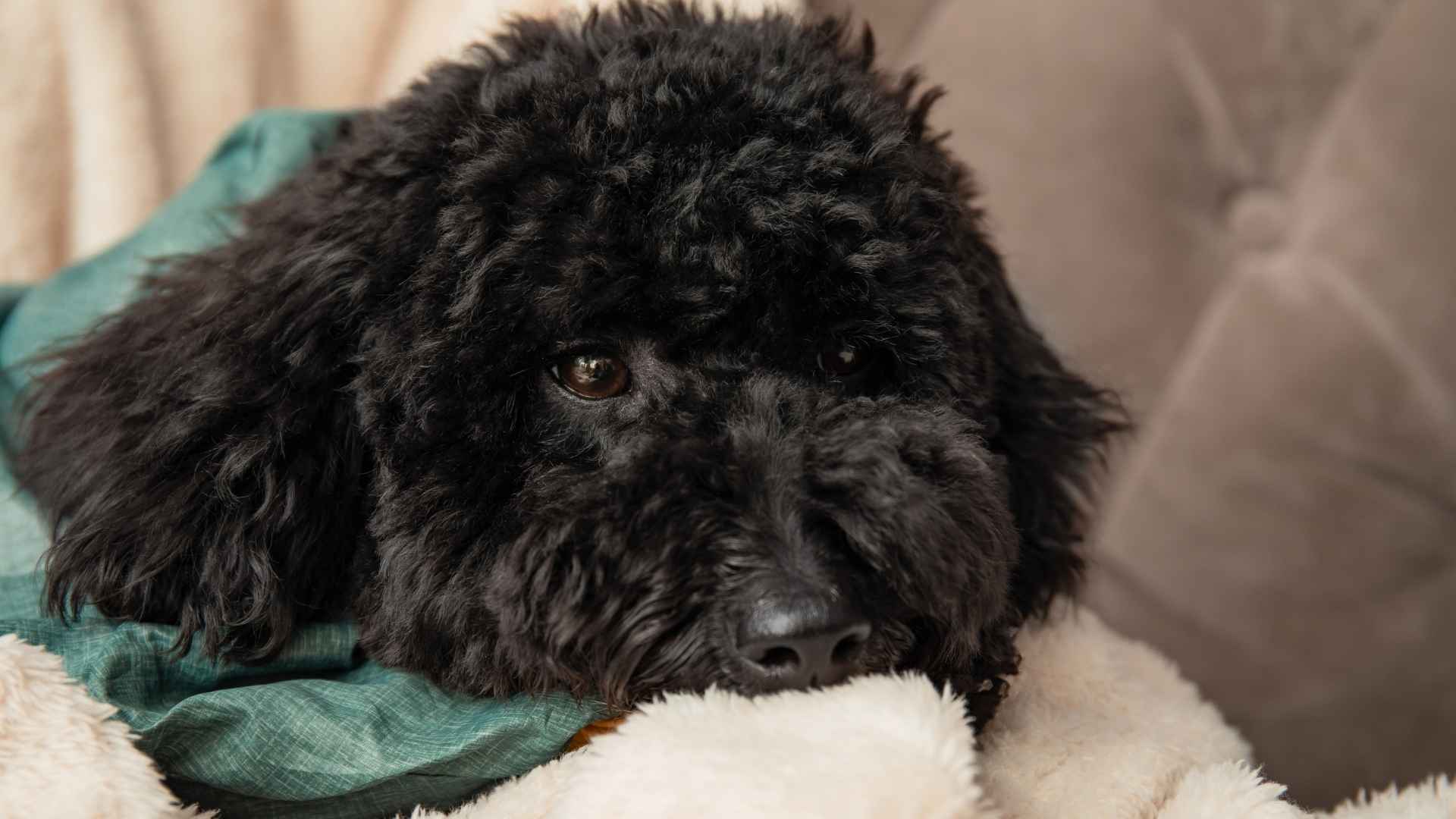 perro Caniche pequeño negro